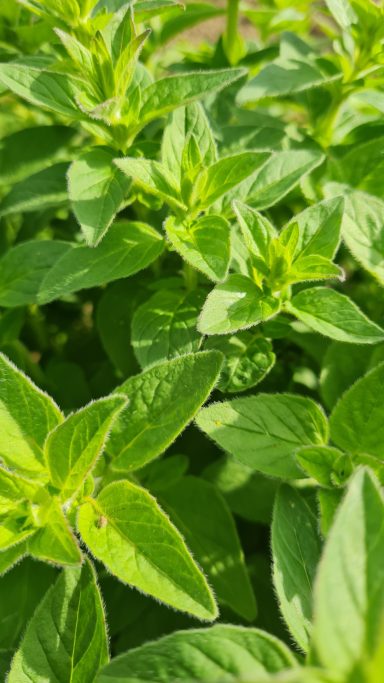Dost - Oregano Oregano - Gewöhnlicher Dost - Origanum vulgare
